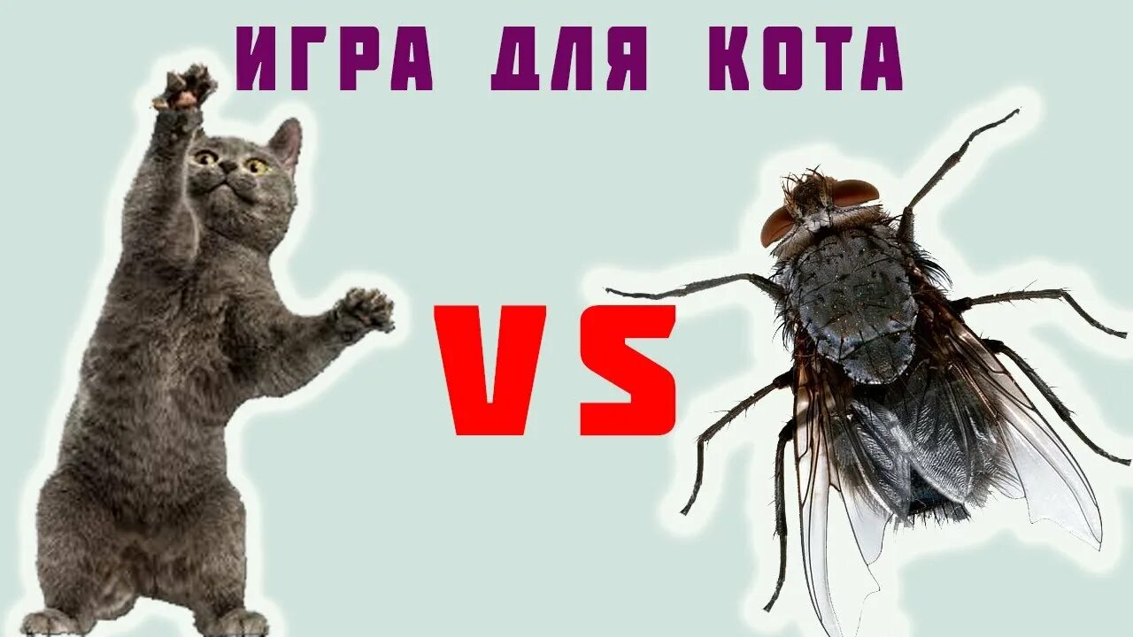 Кот и Муха. Игра Муха для кота. Муха на экране для кошки. Игра для кота на экране Муха. Звуки мухи для кошек