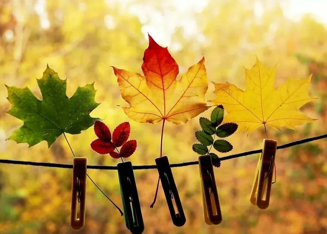 солнечного утра сентября. солнечная осень. солнечного утра сентября. доброе сентябрьское утро. пейзаж осени.