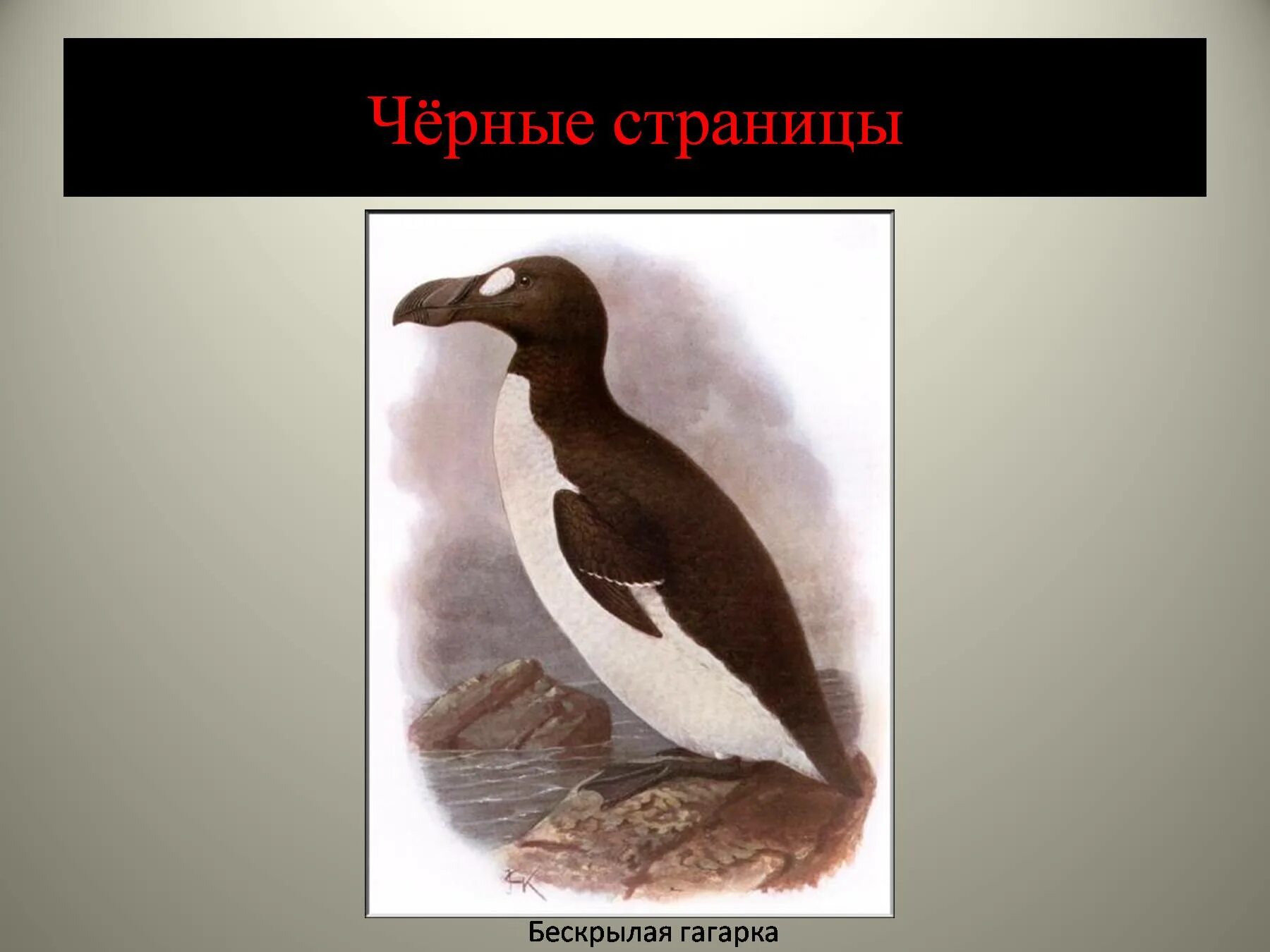 Почему черная страница. Бескрылая Гагарка красная книга. Бескрылая Гагарка черная книга. Бескрылая Гагарка красная книга черные страницы. Красная книга России бескрылая Гагарка.