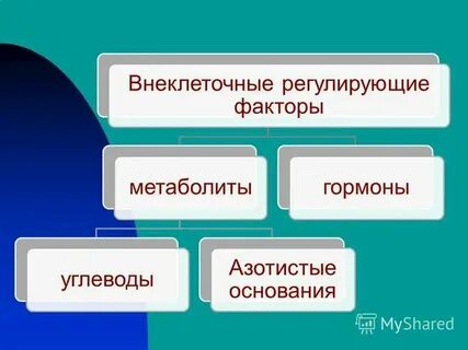 Какие бывают внеклеточные организмы
