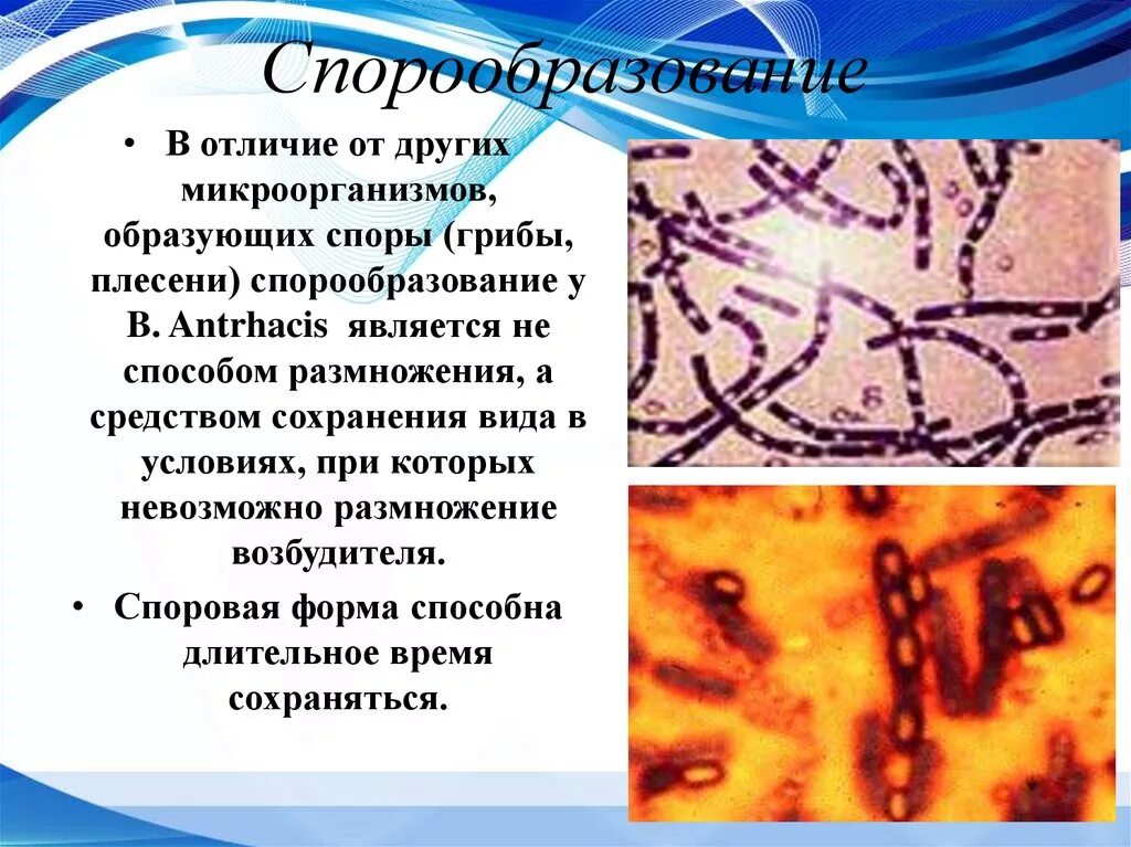 Микроорганизмы образующие споры. Споры в почве образуют возбудители:. Микроорганизмы образующие в почве споры. Бактерии не образующие споры. Бактерии которые образуют споры.