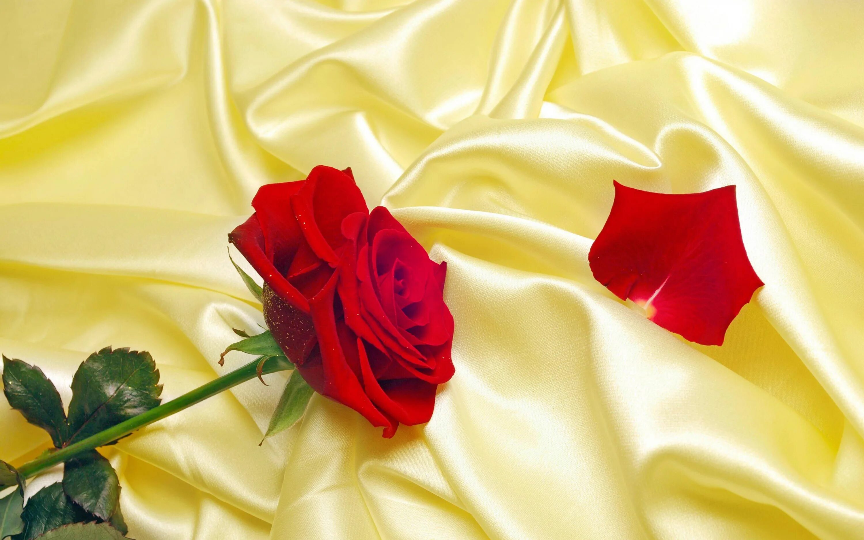 Rose8flower. Красные розы. Розы фон. Красивый фон с розами. Бордовые розы фон.