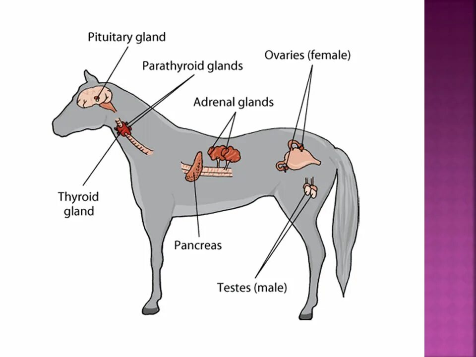 Где у собаки железы. Железы внутренней секреции животных. Железы внутренней секреции строение у животных. Система желез внутренней секреции собак. Топография желез внутренней секреции коровы.