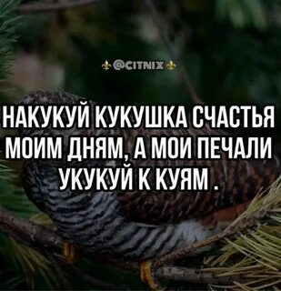 Ты кукуй кукушка