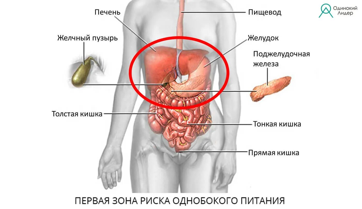 С какой стороны печень у человека
