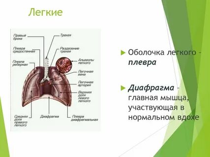 Мембрана легких