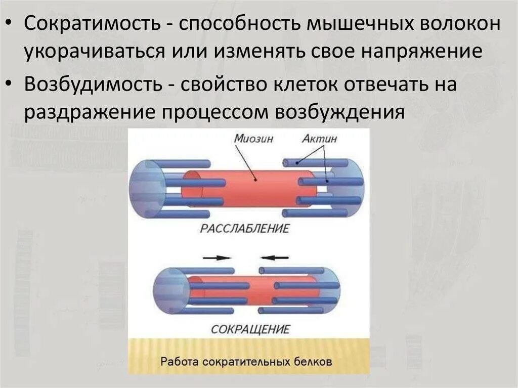 Способность мышцы. Быстрые и медленные мышечные волокна. Элементы мышечного волокна. Основные структурные элементы мышечного волокна. Характеристика мышечного волокна.