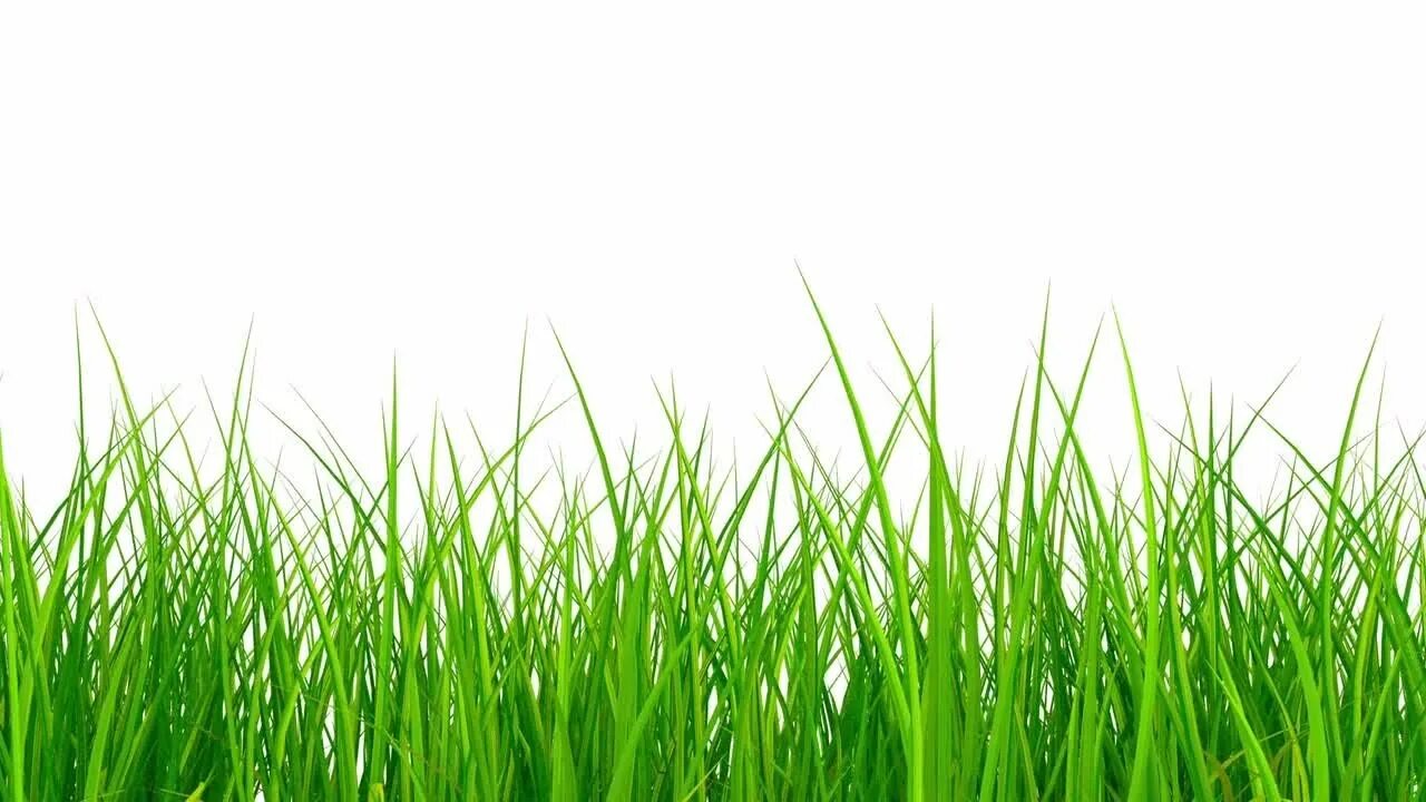 Grass check