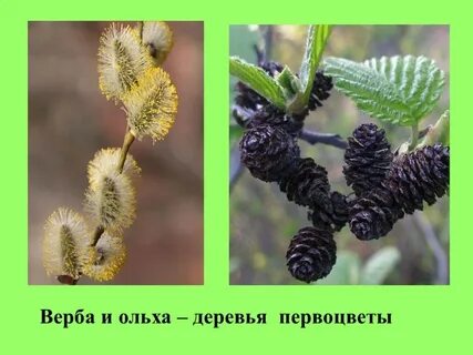 Верба и ива разница фото как отличить