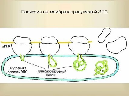 Полисома