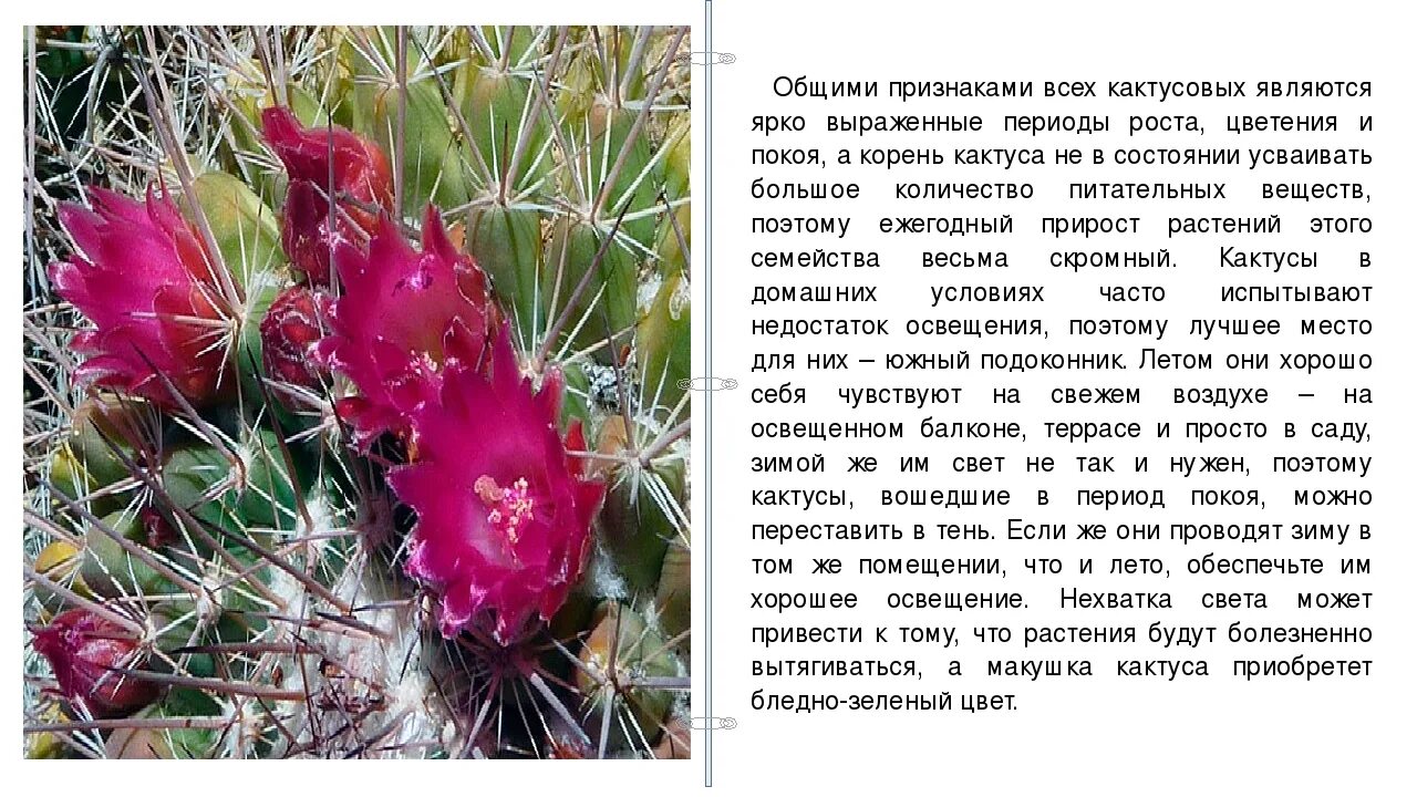 Кактусовые семейство сообщение. Описание кактуса. Кактус описание растения. Сообщение на тему растения Кактус. Сообщение о домашнем кактусе.