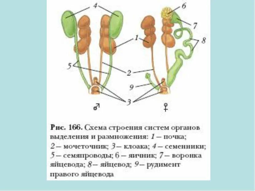 Схема строения систем органов выделения. Схема строение систем органов размножения птиц. Выделительная система птиц схема. Схема строения выделительной системы птиц.