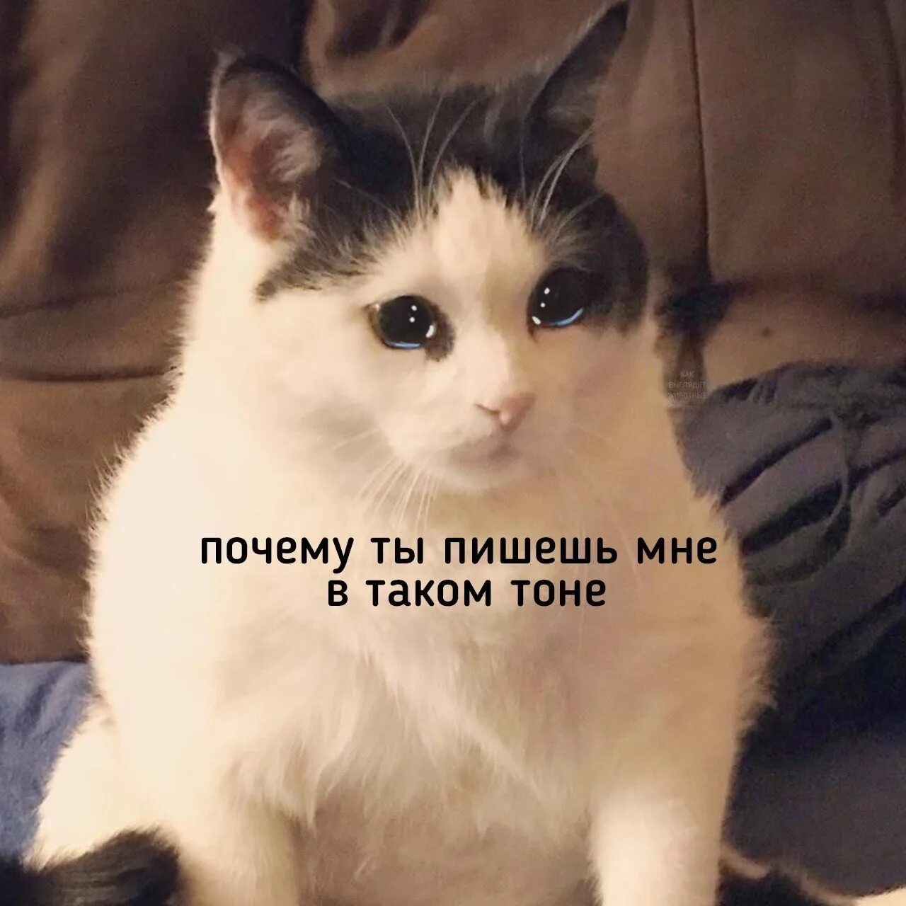 Why did he say this. Кот why. йоу йоу текст. why did you text me in that tone. why did you text me in that tone перевод.