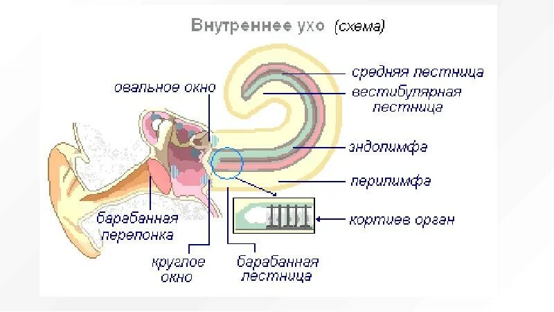 Эндолимфа улитки. Строение внутреннего уха эндолимфа. 5. Строение внутреннего уха.. Внутреннее строение внутреннего уха. Внутреннее ухо перилимфа.