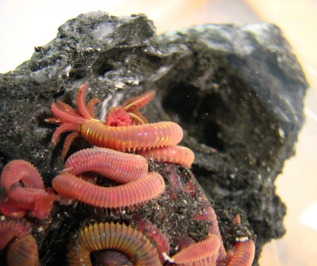 Морской червь размер. Многощетинковые черви пескожил. Помпейский червь (Alvinella pompejana). Серпула Нереида.