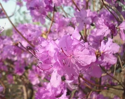 Слушать песню цветет багульник