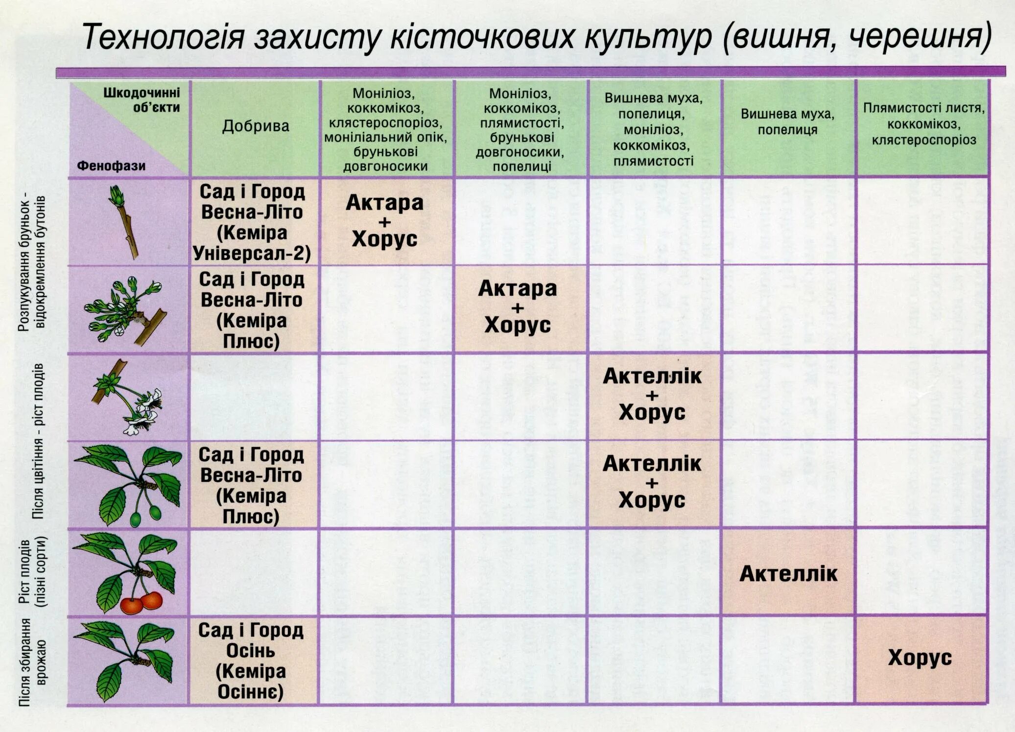 Можно ли опрыскивать деревья после цветения. Схема обработки вишни и черешни. Схема обработка черешни весной. Схема обработки яблонь весной.