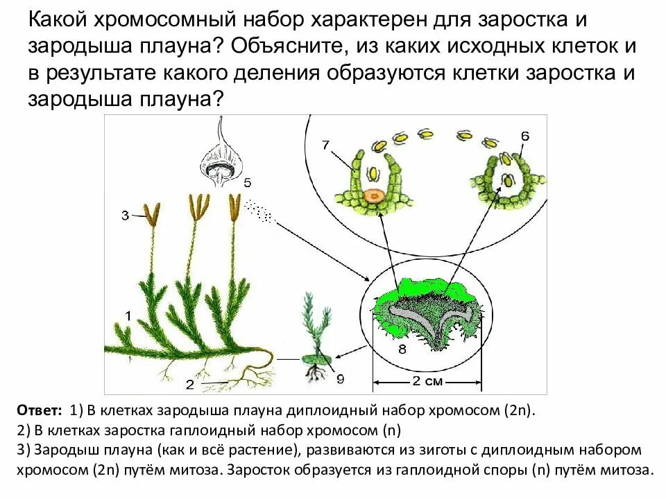 Споры плауна образуются. Заросток плауна. Плаун жизненный цикл зародыш. Жизненный цикл плауна заросток. Заросток плауна набор хромосом.