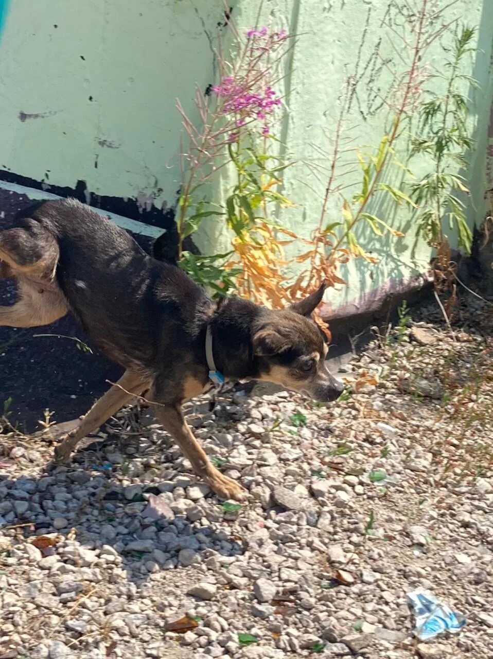 собака марьино