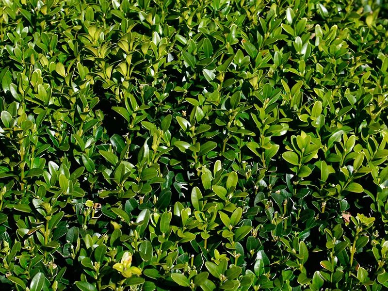 Самшит Буксус. Buxus sempervirens самшит. Буксус (самшит) куст. Самшит Балеарский Buxus Balearica.