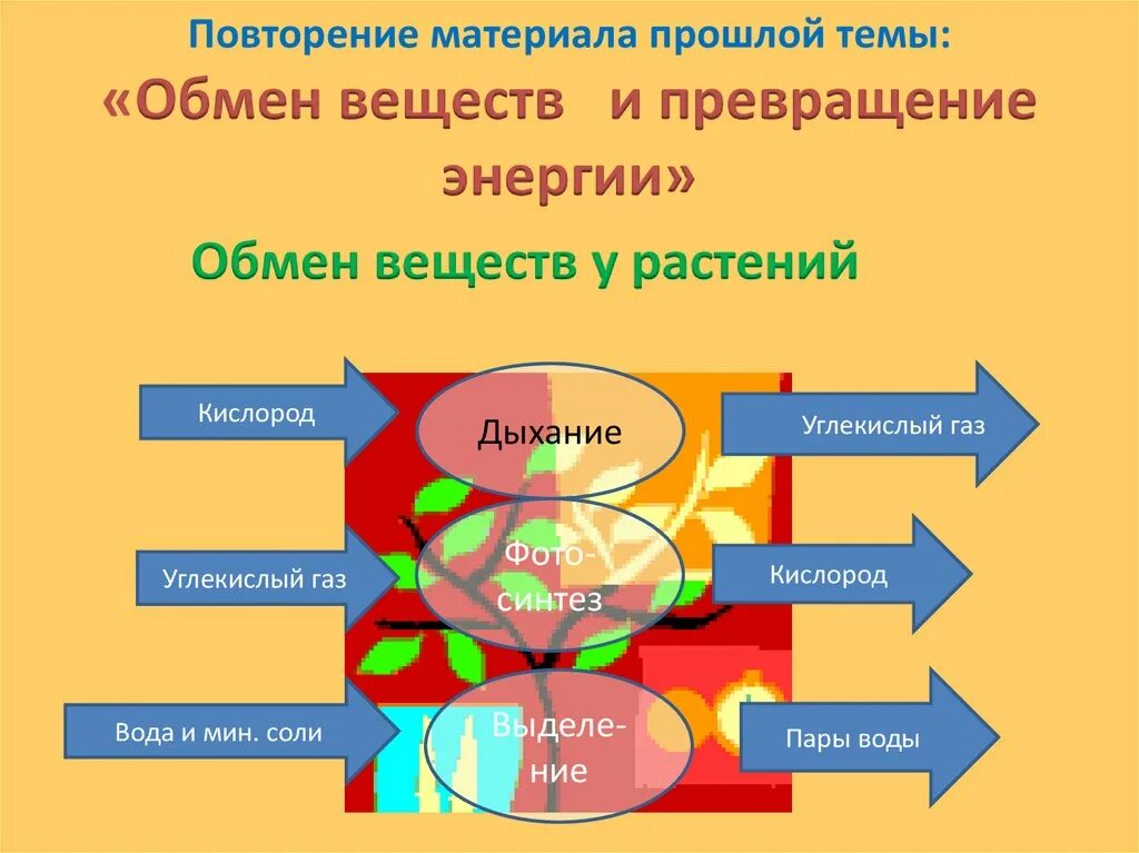 Обмен в жизни людей. Этапы обмена веществ в организме человека. Обмен веществ и энергии метаболизм. Обмен веществ и энергии в организме схема. Обменные процессы.