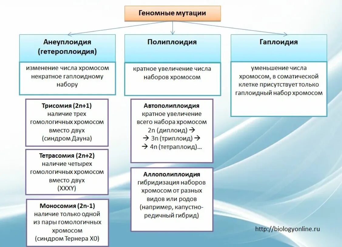 Классификация геномных мутаций. Геномные мутации полиплоидия и анеуплоидия. Геномные мутации гетероплоидия. Полиплоидия , алэплейдия.