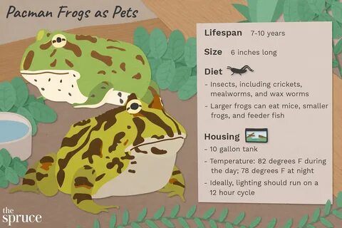 A Guide to Caring for Pacman Frogs as Pets.