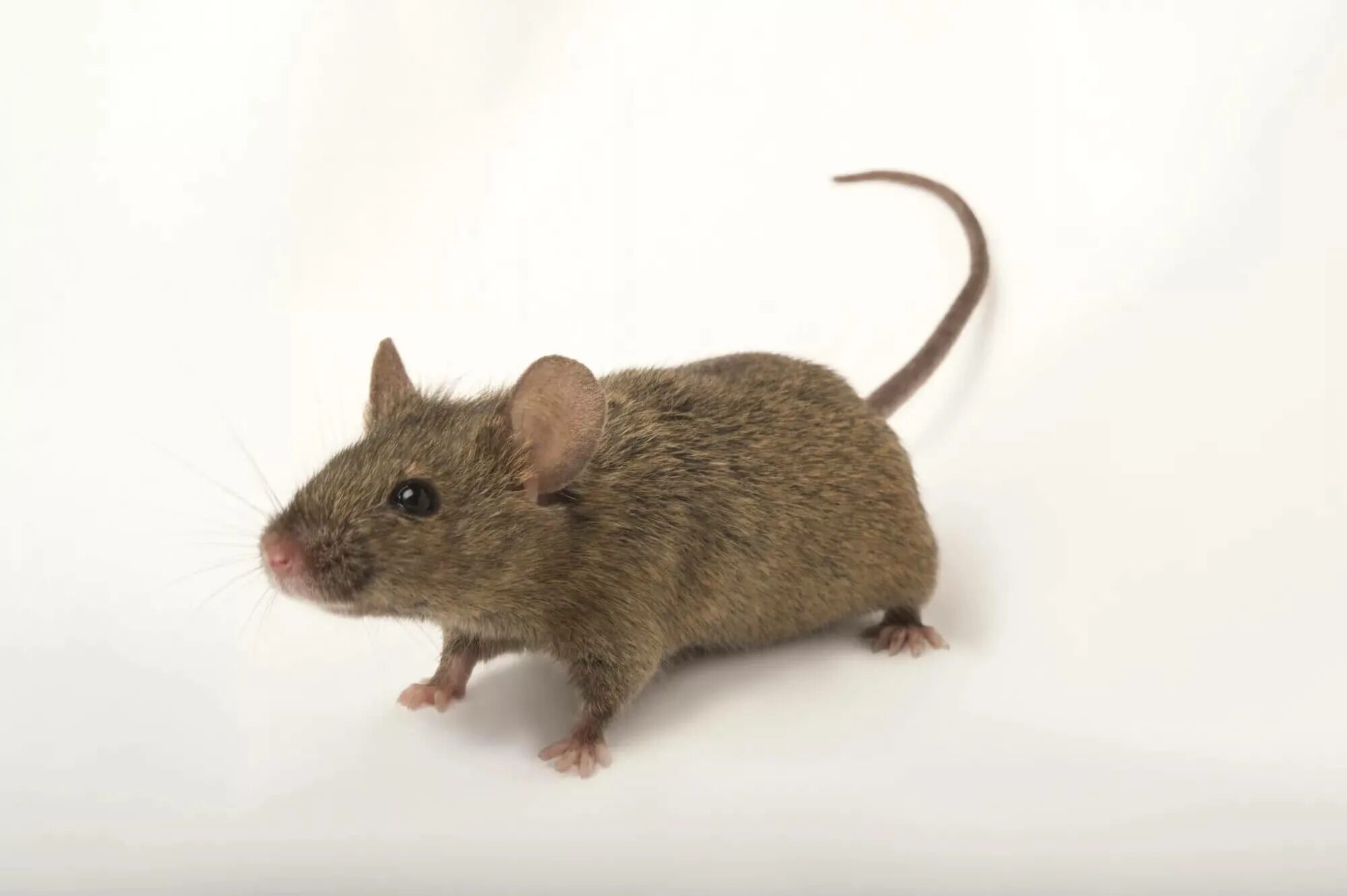 Mus musculus домовая мышь. Мышь домовая (mus musculus l.. Акомис иглистая мышь. Восточноазиатская мышь Apodemus peninsulae Thomas, 1907. Sibm mouse