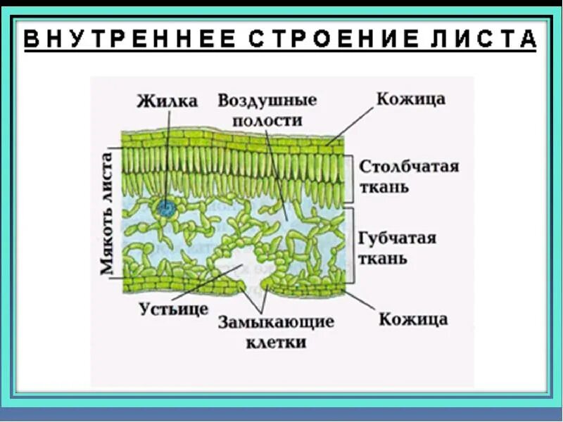 Клеточное растение листа. Мякоть листа мезофилл. схема внутреннего строения листа. мезофилл листовой пластинки. схема клеточного строения листа.