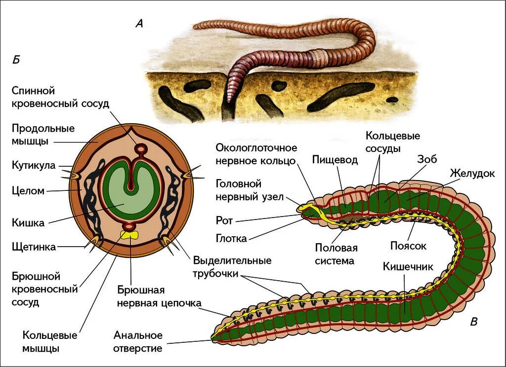 Крокодил спинной мозг дождевой червь. Строение кольчатых червей рисунок. Внутреннее строение кольчатых червей схема. Тип кольчатые черви класс Малощетинковые черви строение. Малощетинковые кольчатые черви строение.