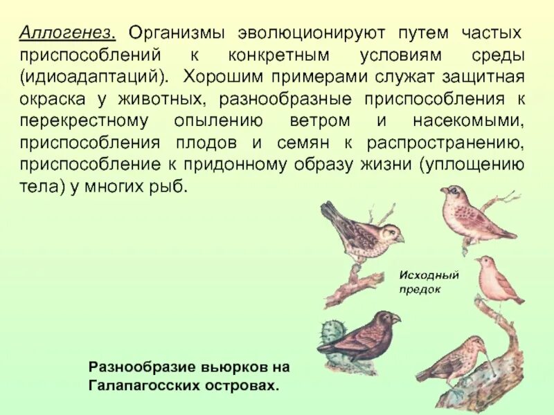 Появление теплокровности у птиц. Аллогенез примеры. Алломорфоз примеры. Аллогенез примеры у животных. Аллогенез и идиоадаптация.