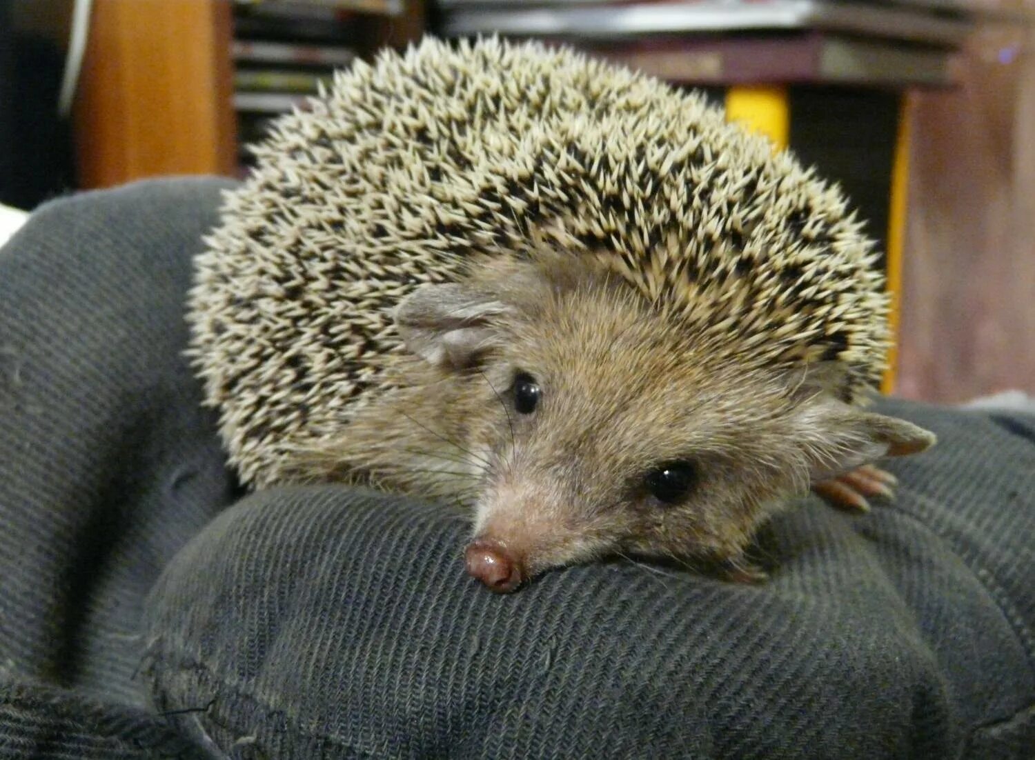 Вонючий еж. Ежик с больной головой. Больной еж. Больной еж. Больной еж.