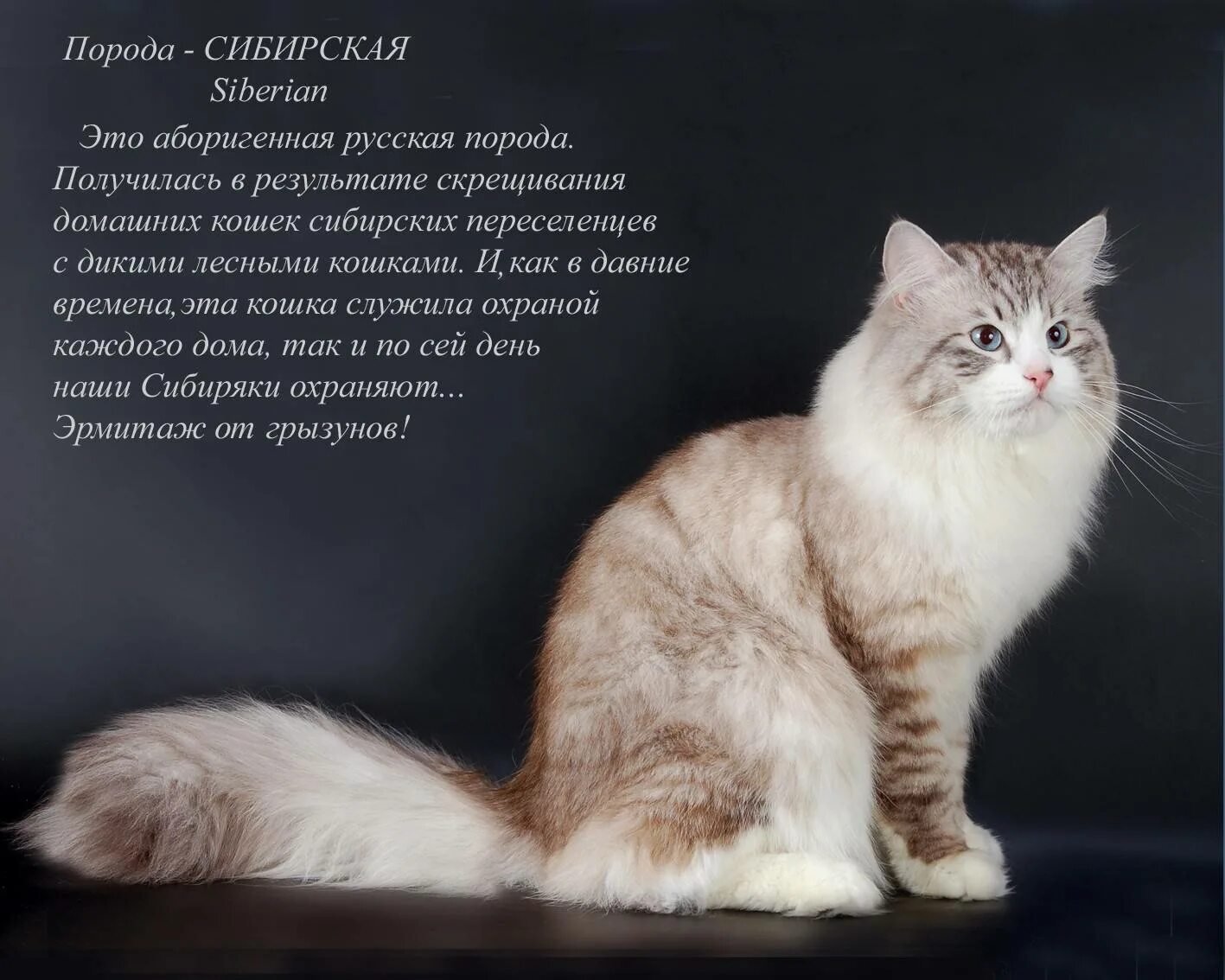 Тип кошки. Породы кошек с описанием. описание кошки. породы кошек с фотографиями и названиями. породистые кошки и их названия.