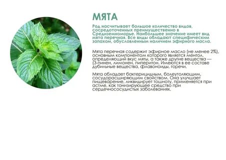 Систематика мяты