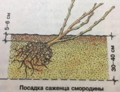 Пересадка красной смородины осенью на новое место