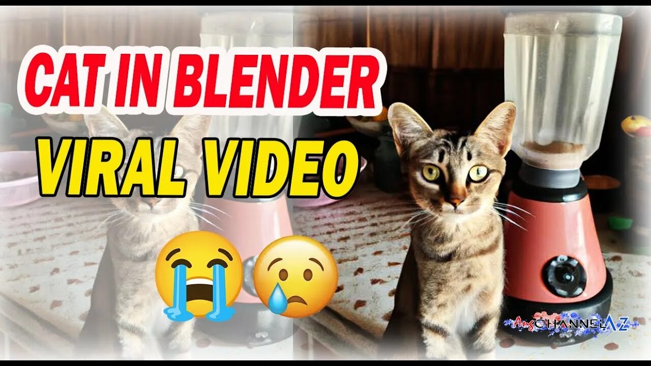 Кошка в блендере. Cat in Blender фулл. Cat in Blender видео. Котёнок в блендере фулл. Cat in the blender