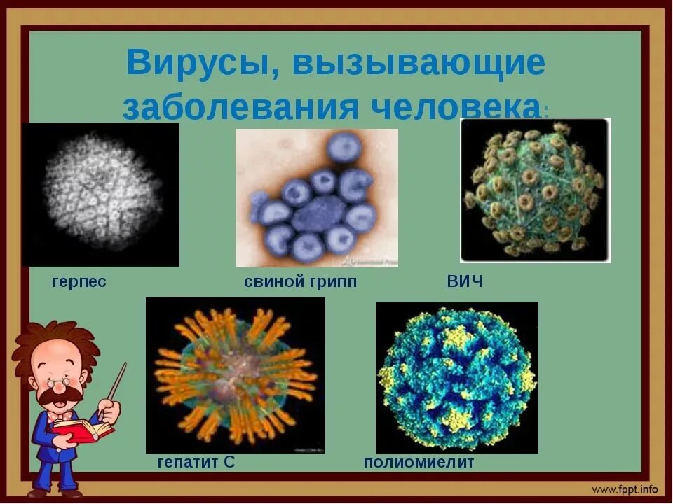 Вирусы различных заболеваний. Самые распространенные вирусы. Видовые названия вирусов. Вирусы вызывающие заболевания человека. Заболевания простейших животных