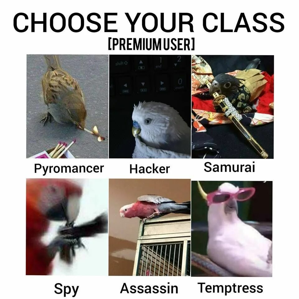 Choose your first. Мем про choose your. Choose your class meme. Выбери свой класс Мем. Рыба птица Мем.