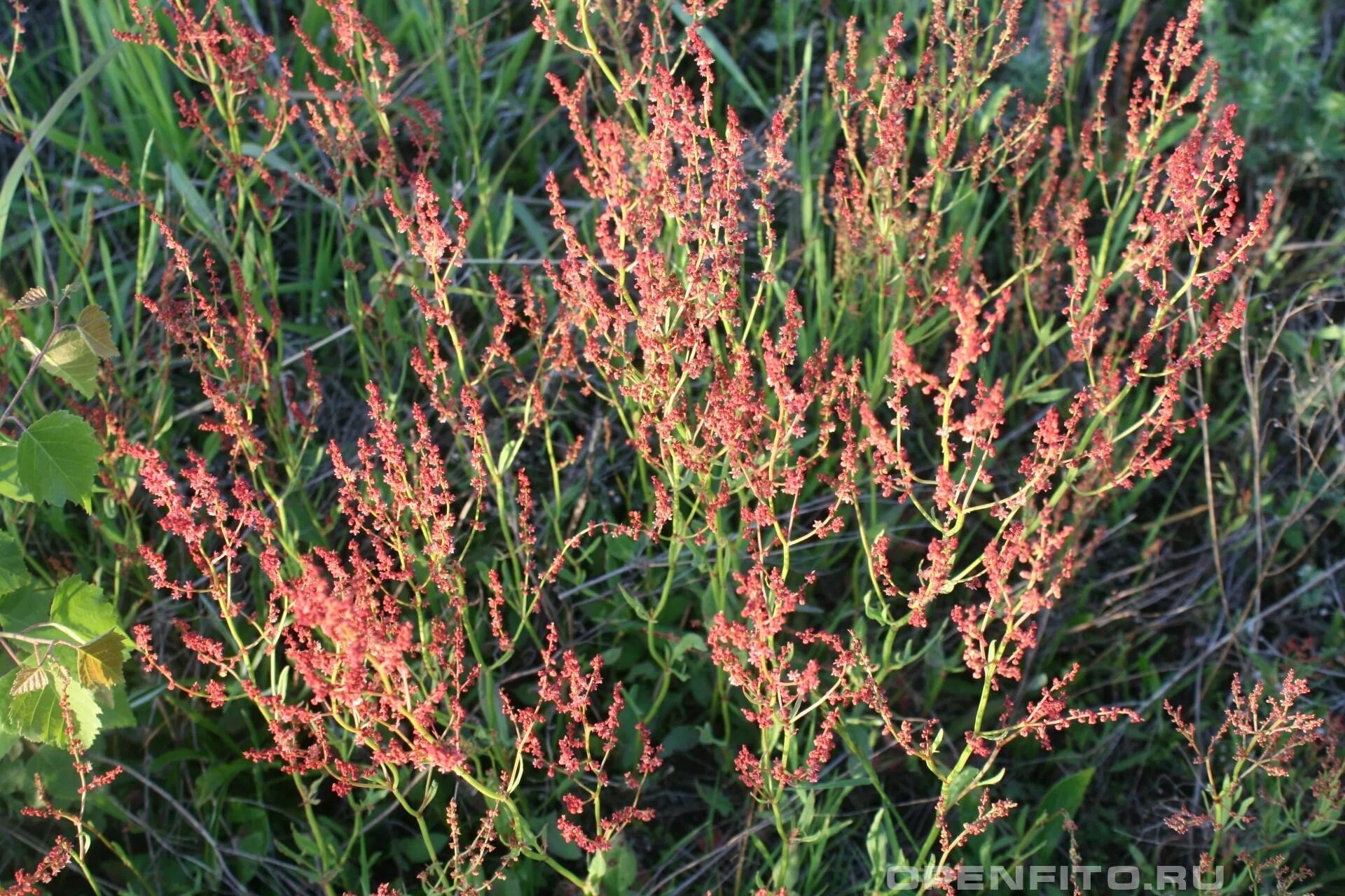 Воробьиный щавель фото Rumex acetosella Image of an specimen Plantarium