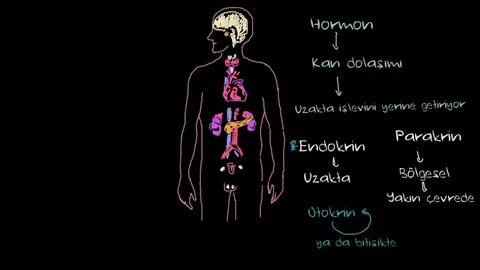 Конспект урока эндокринная система 9 класс биология