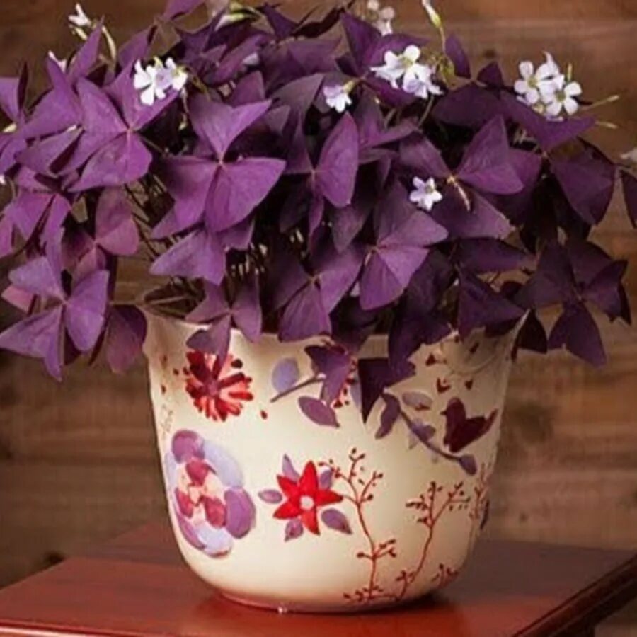 Кислица оксалис. Кислица треугольная (Oxalis triangularis). Кислица фиолетовая оксалис. Цветок бабочка оксалис. Домашние цветы бабочки