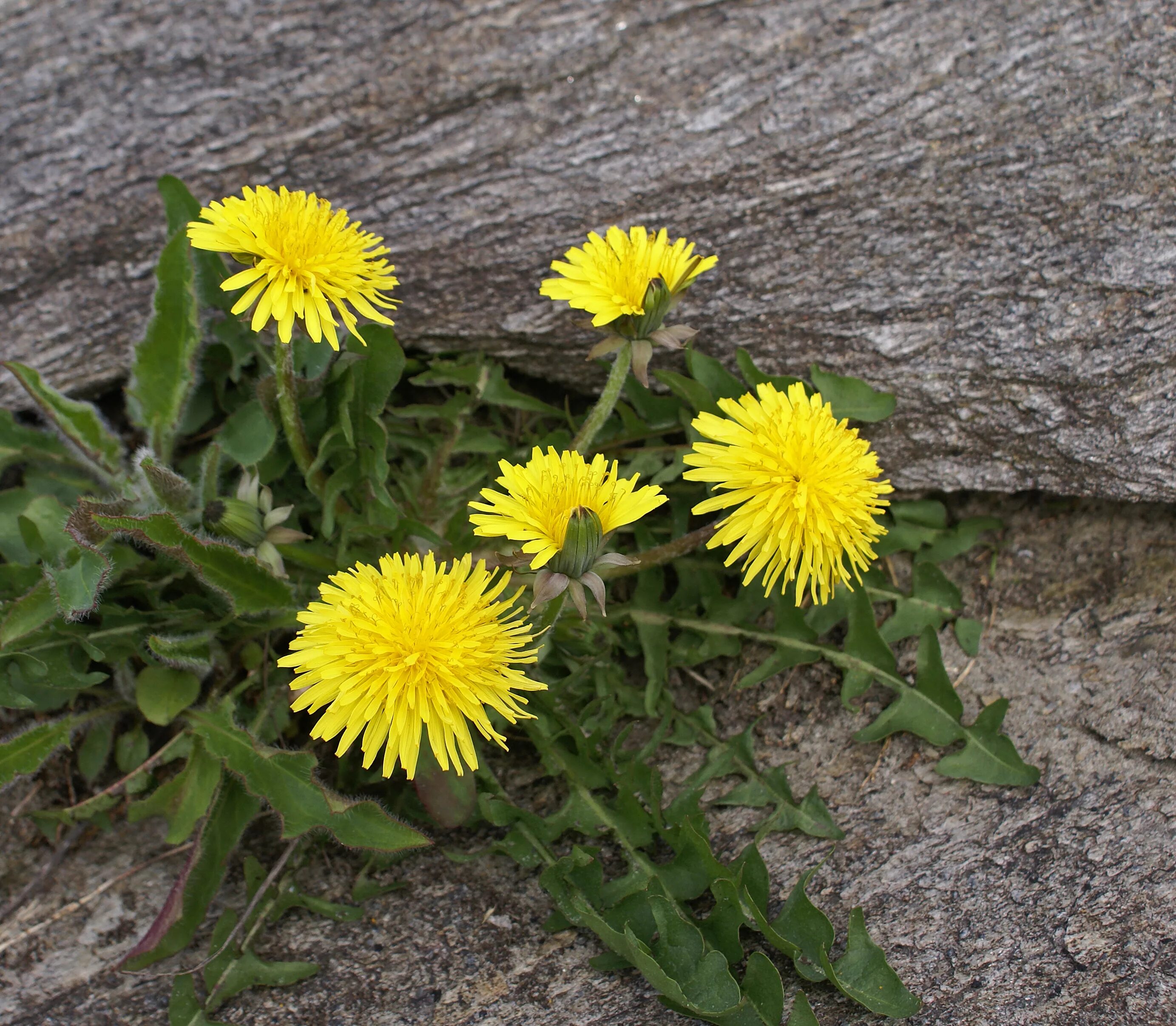 Одуванчик лекарственный – Taraxacum officinale. Лист Taraxacum officinale. Одуванчик полевой обыкновенный. Одуванчик полевой Империя. Цветок одуванчика лекарственного