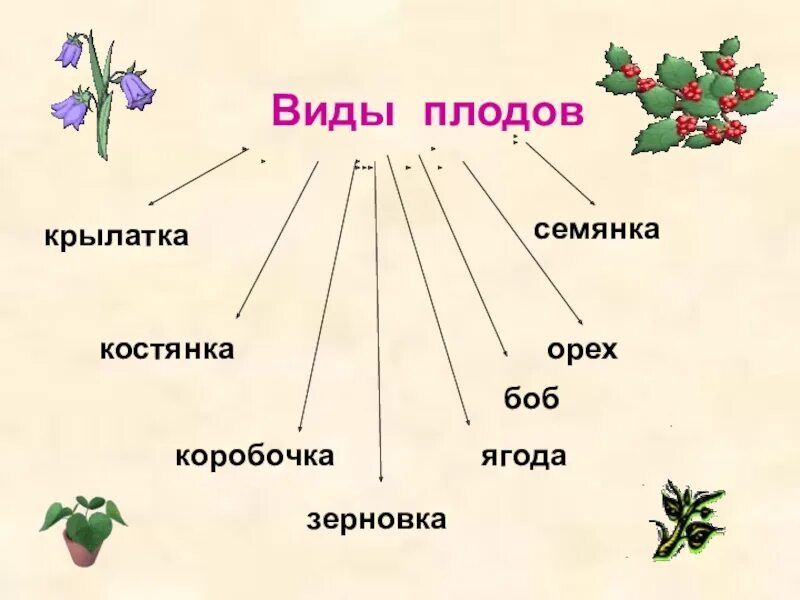 Окружающий мир части растений. Виды плодов. Виды плодов семянка. Виды плодов крылатка.