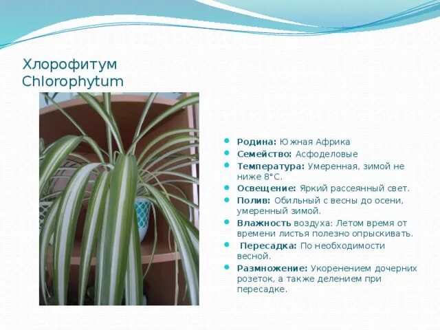 Строение хлорофитума
