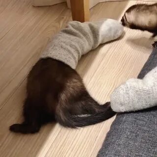 Library ferret