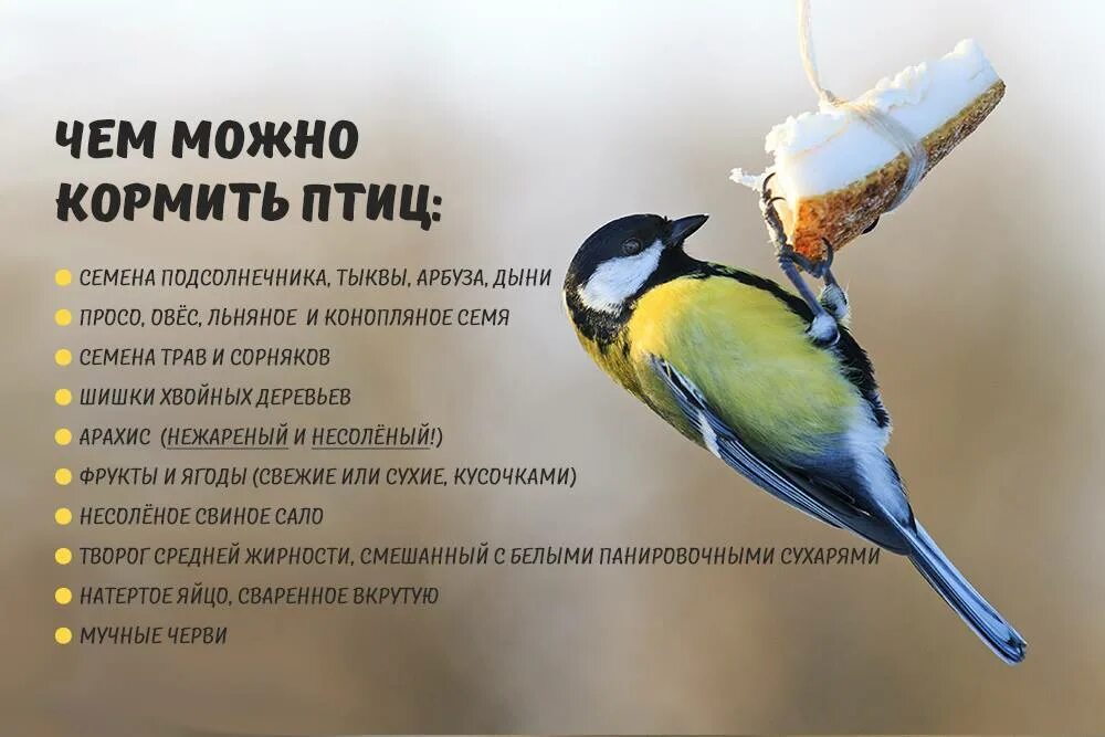 Какой крупой кормить птиц. Чем кормить птиц. чем кормить птиц зимойэ. подкармливать птиц. чем можно подкармливать птиц зимой.