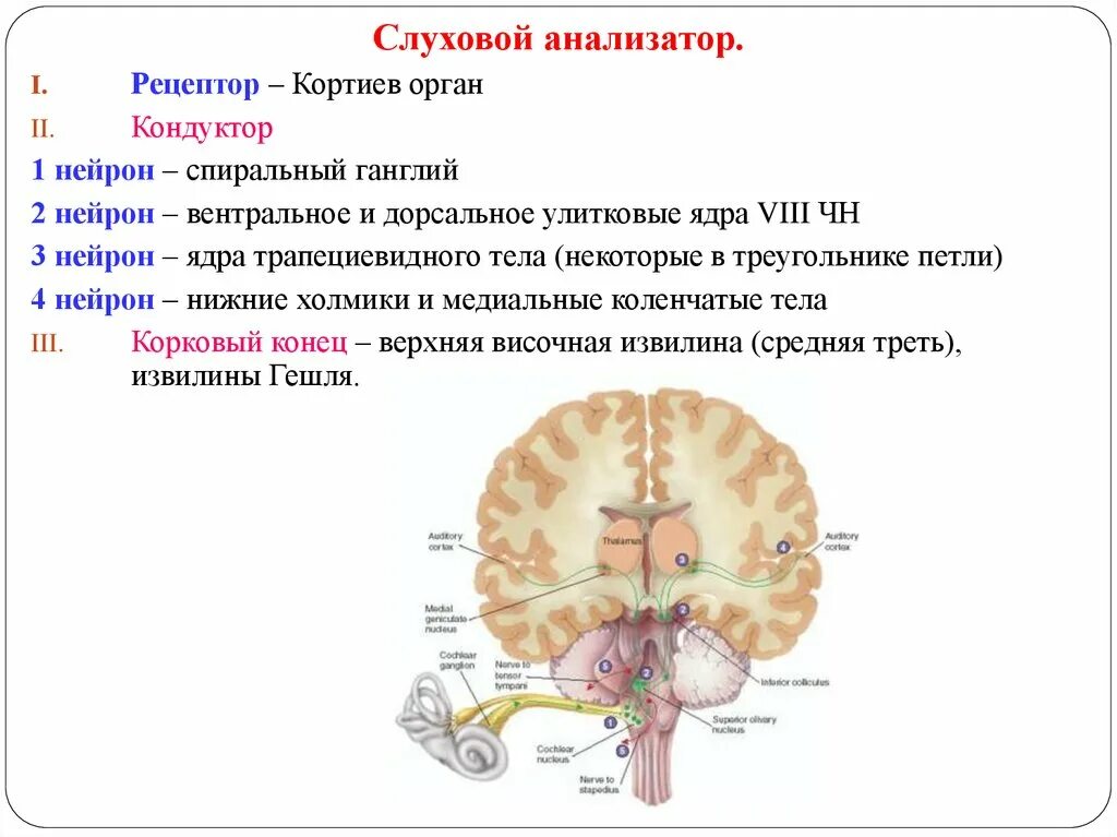 Слуховой нерв в мозге. Ядра проводящих путей слухового анализатора это. Слуховой анализатор анатомия проводящих путей. Дорсальное и вентральные ядра слухового анализатора. Вентральные и дорсальные улитковые ядра.