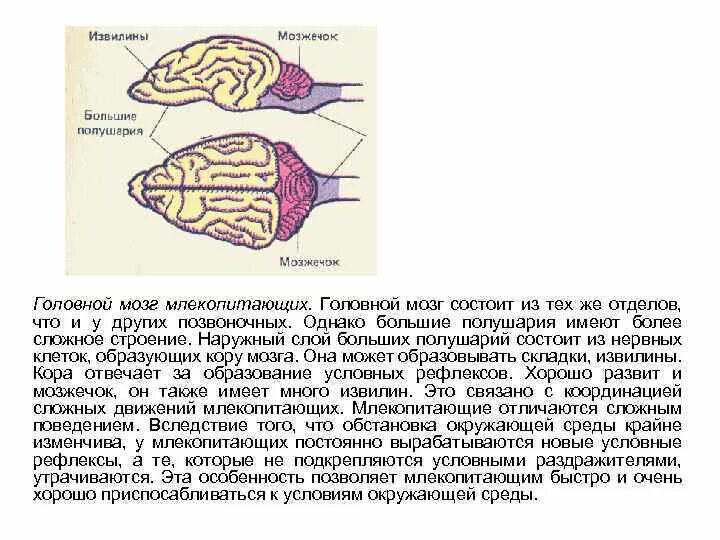 Строение отделов головного мозга млекопитающих. Структуры головного мозга млекопитающих. Функции переднего мозга у собаки. Внутреннее строение мозга млекопитающих.