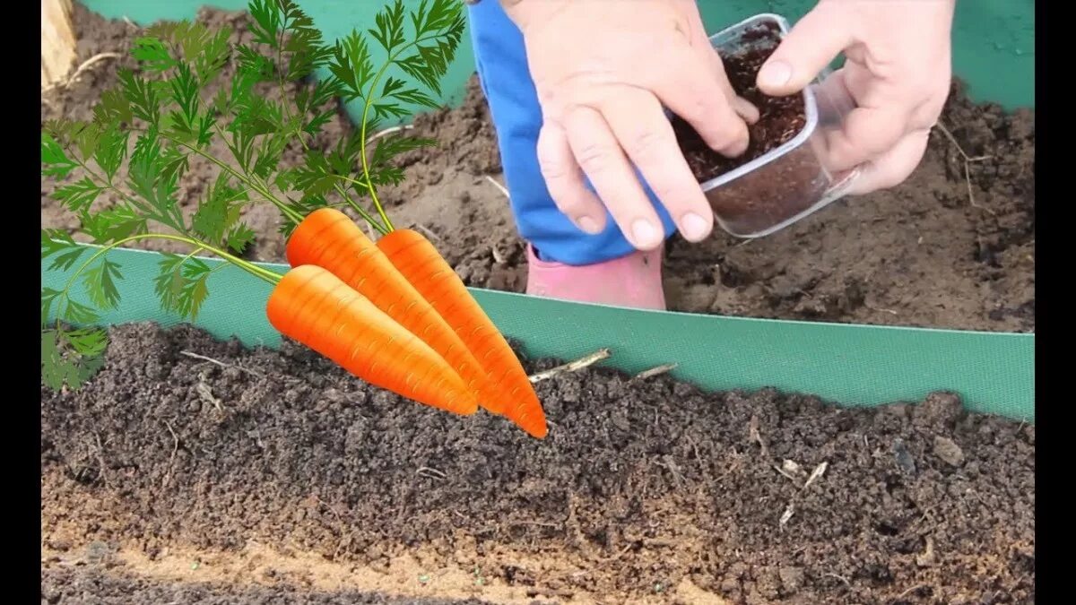 Можно ли перед посадкой моркови. Морковь на грядке. Морковь в огороде. Морковь в открытом грунте. Грядка для моркови в открытом грунте.