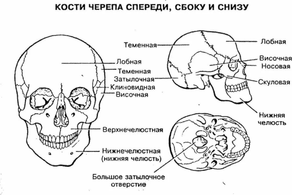 Термин череп. Строение кости черепа человека. Строение костей черепа анатомия. Строение черепа спереди и сбоку. Кости черепа спереди сбоку и снизу.